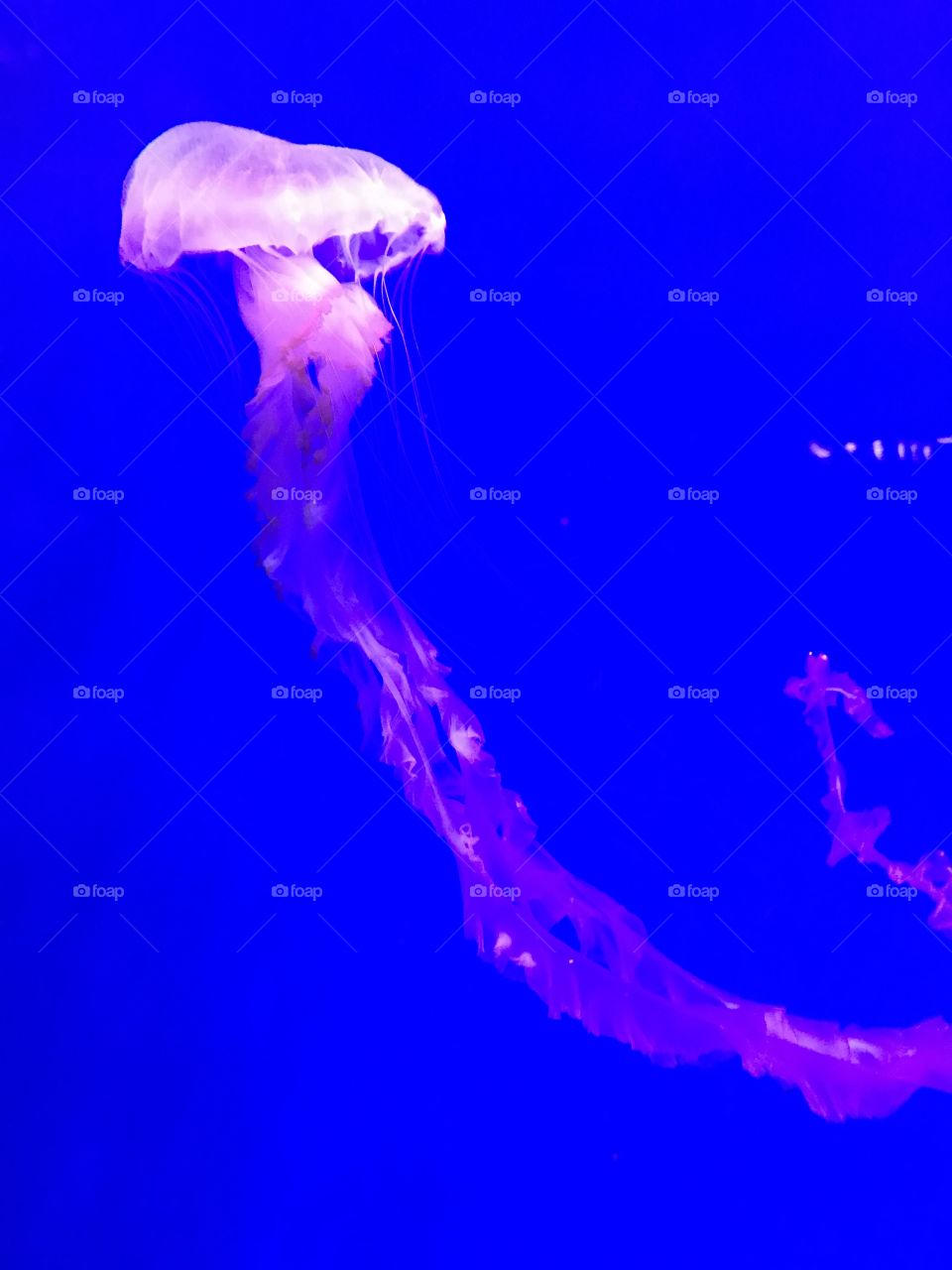 Jellyfish 