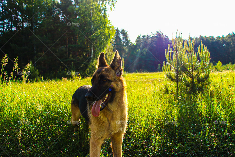 German shepherd