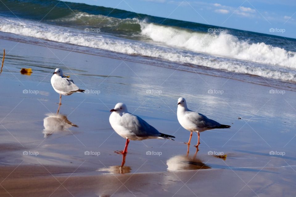 Seagulls by the South Pacific Ocean, Sydney 