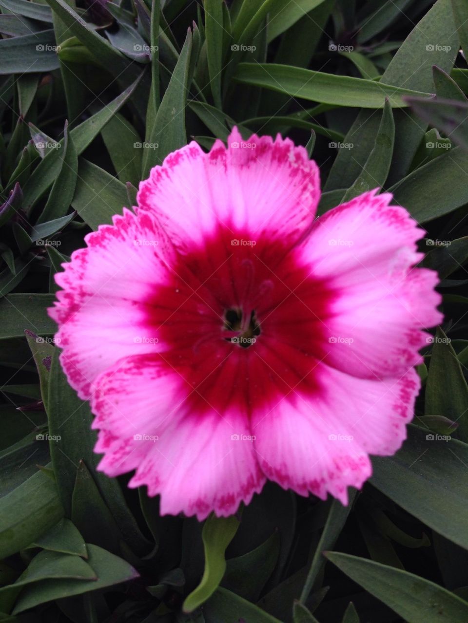 Pink Dianthus