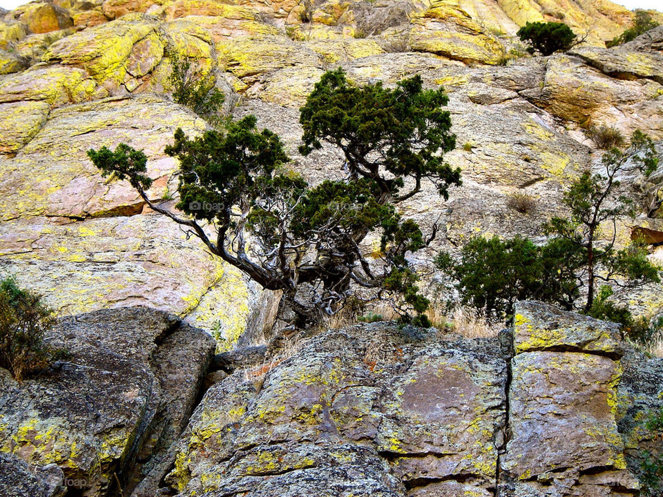 flora tree hill rocks by refocusphoto