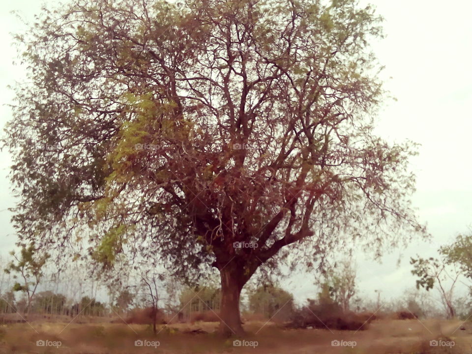 pohon asam