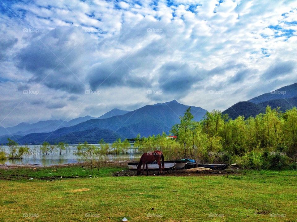 Horse grazing on grass