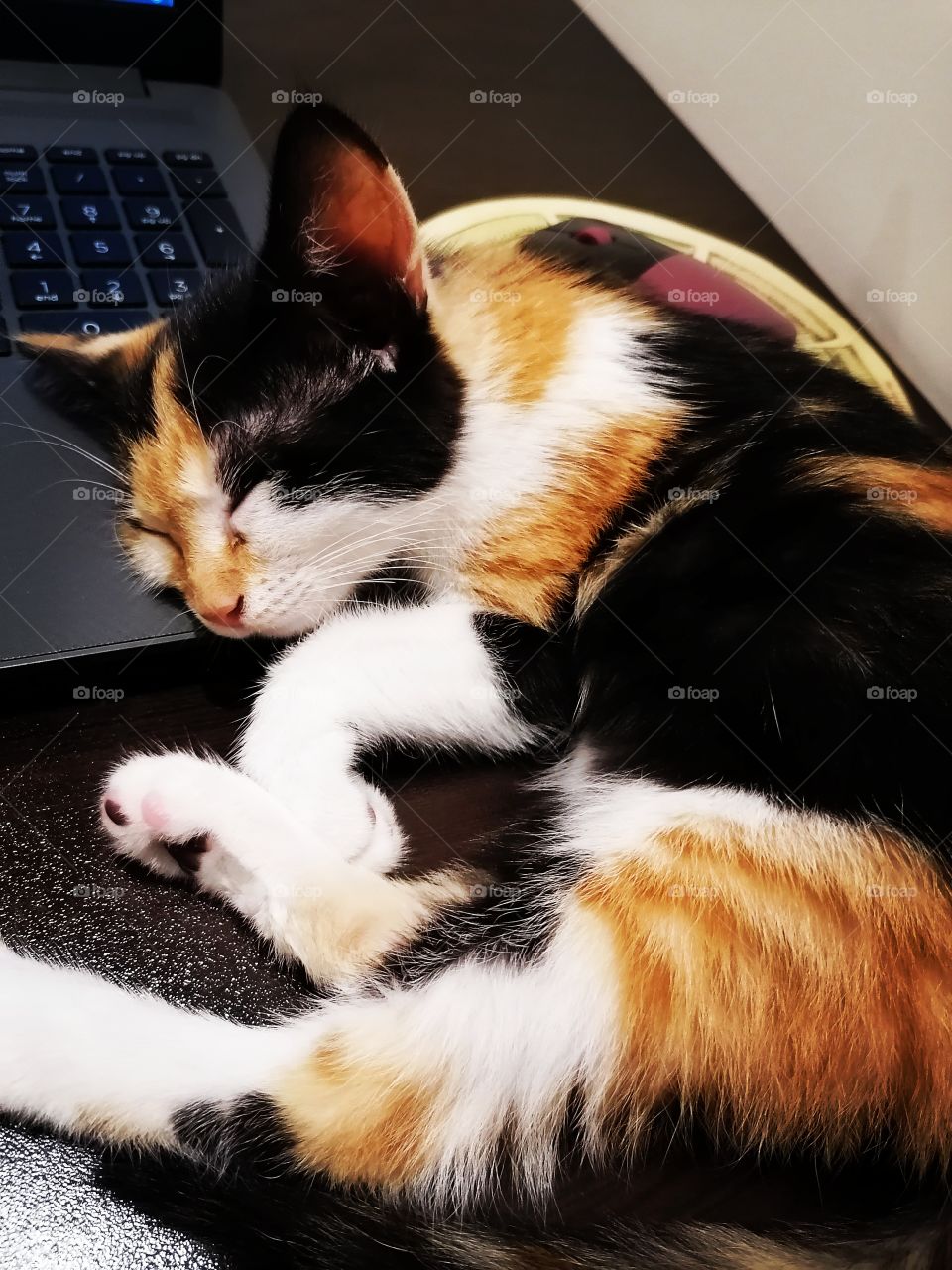 Lucy sleeping on my laptop