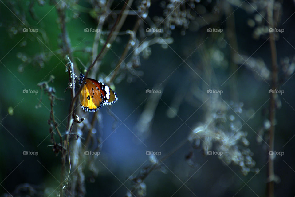 Butterflies with light falling on them, are amazing creatures.