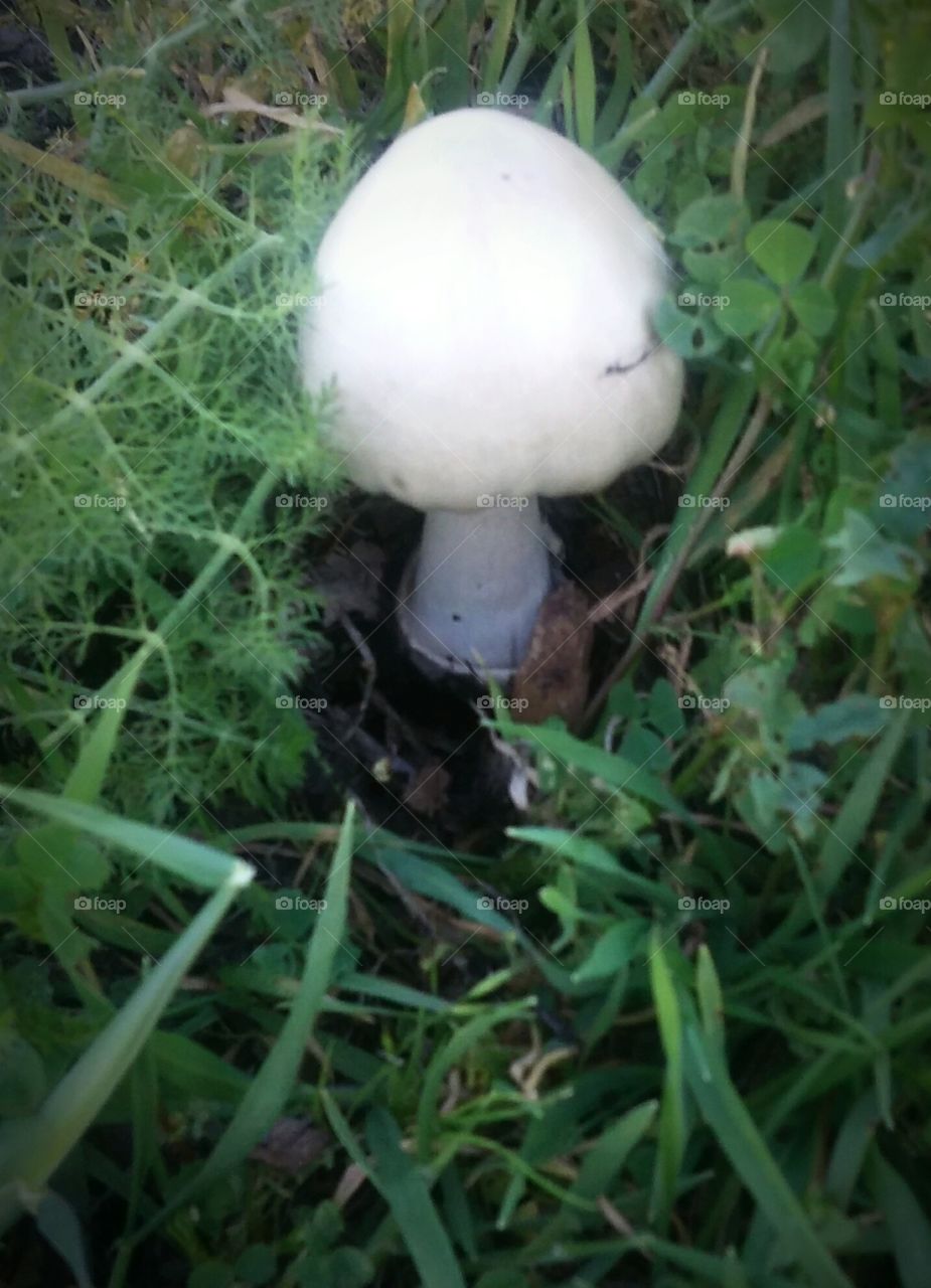 white mushroom in a field