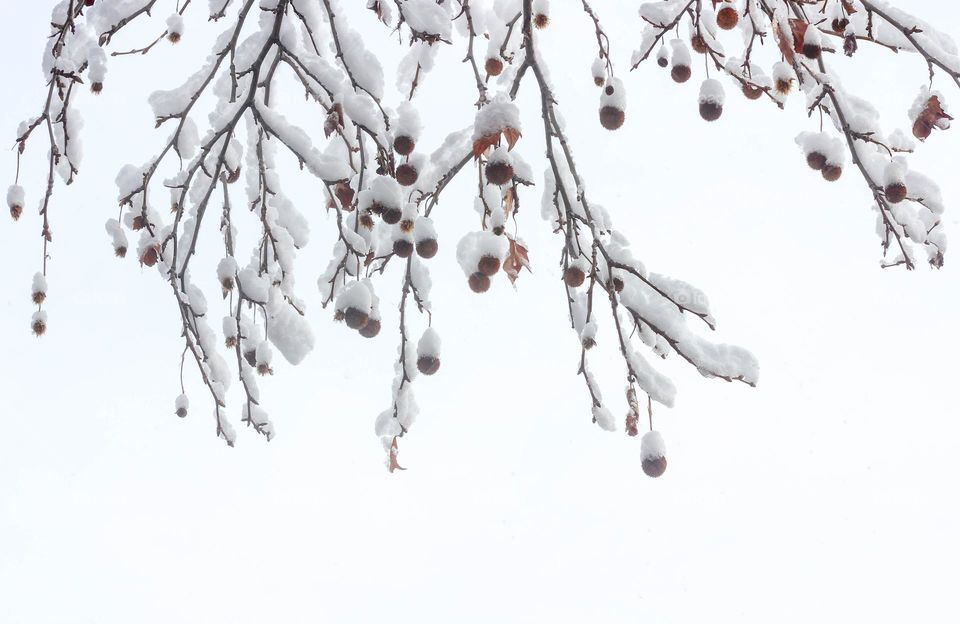 Frozen tree branch