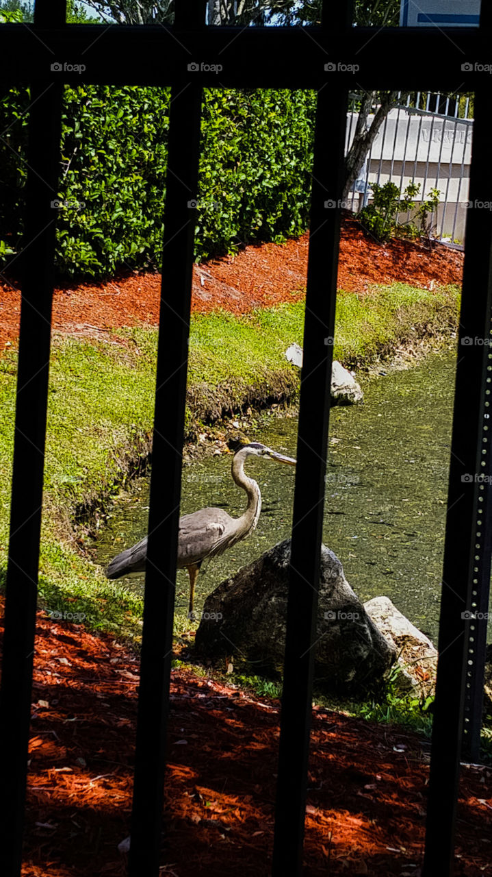 bird crane looking for food in the water.