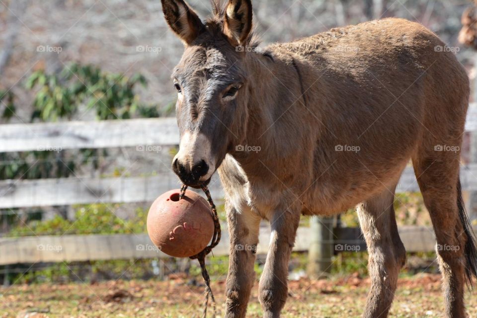 Anyone up for ball?