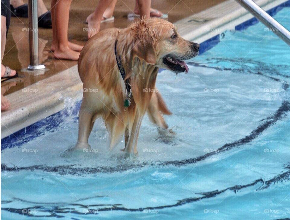 Sam the golden retriever at a dog pool party