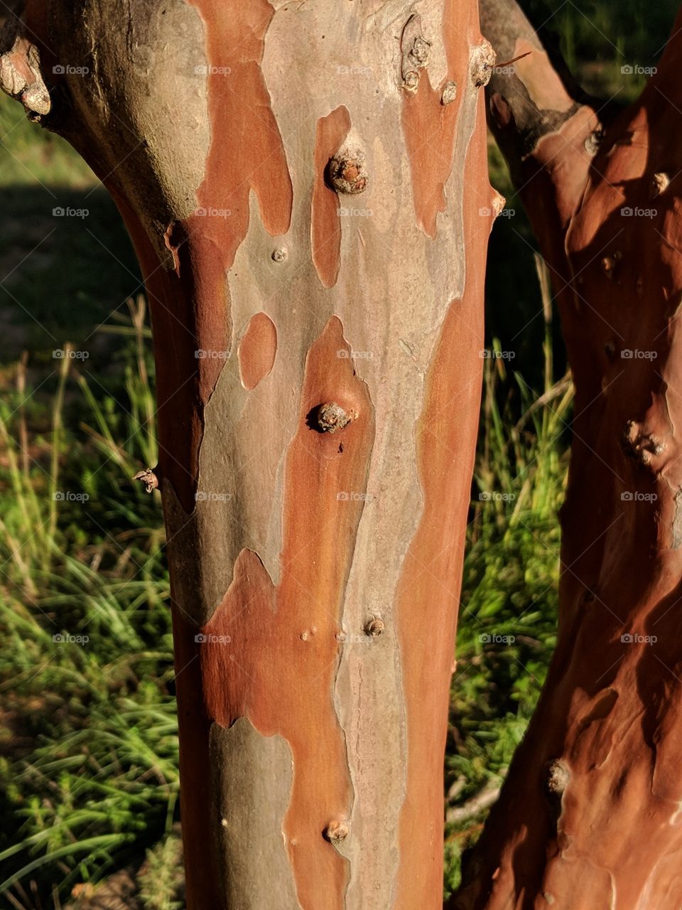 crepe myrtle bark