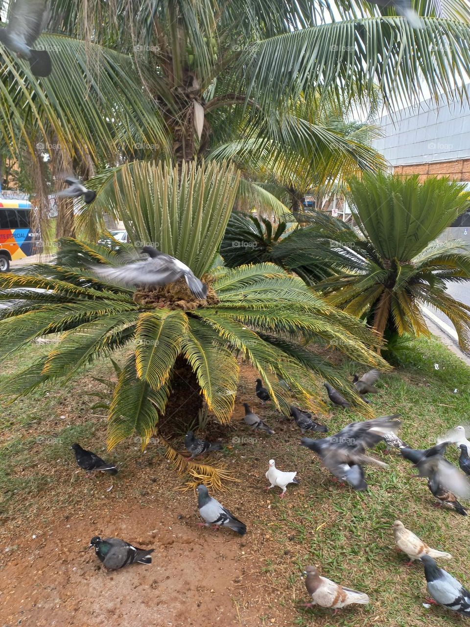 O passeio dos pombos. Os pombos  possuem uma visão  bem adaptada para a luz, por essa razão também  preferem locais abertos e bem iluminados,  como as praças