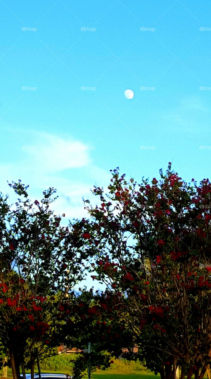 Tree, No Person, Landscape, Nature, Leaf