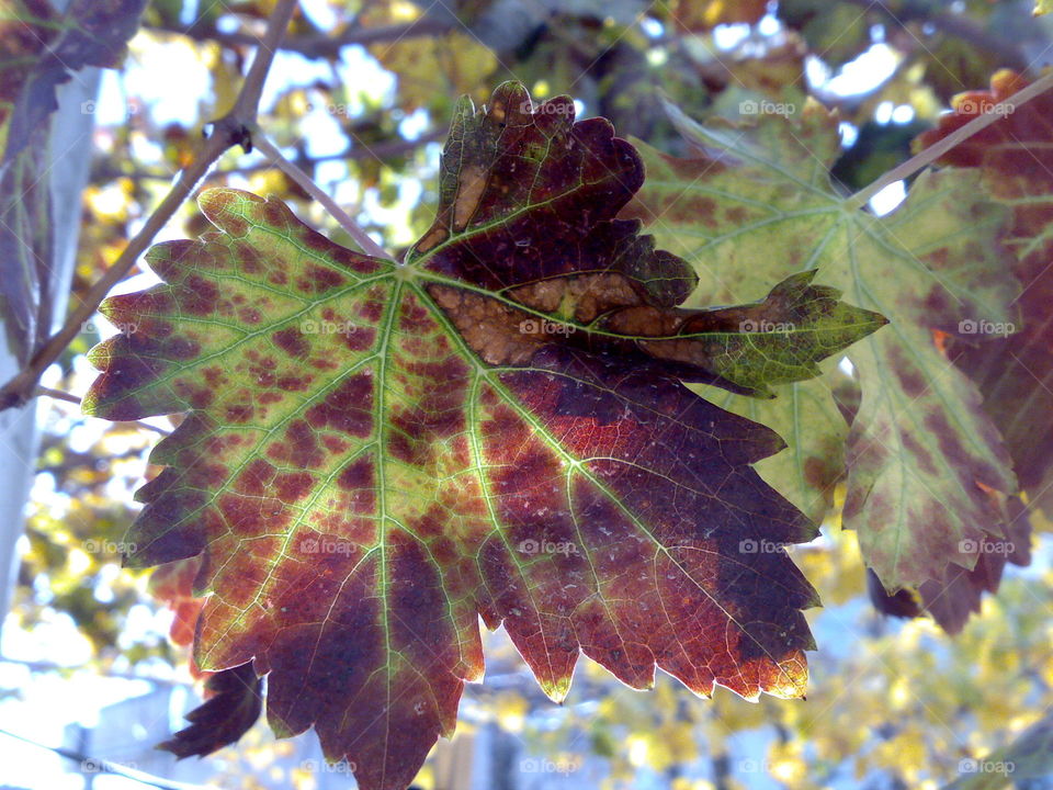Nice grape leaf, growing in spring, early spring signs