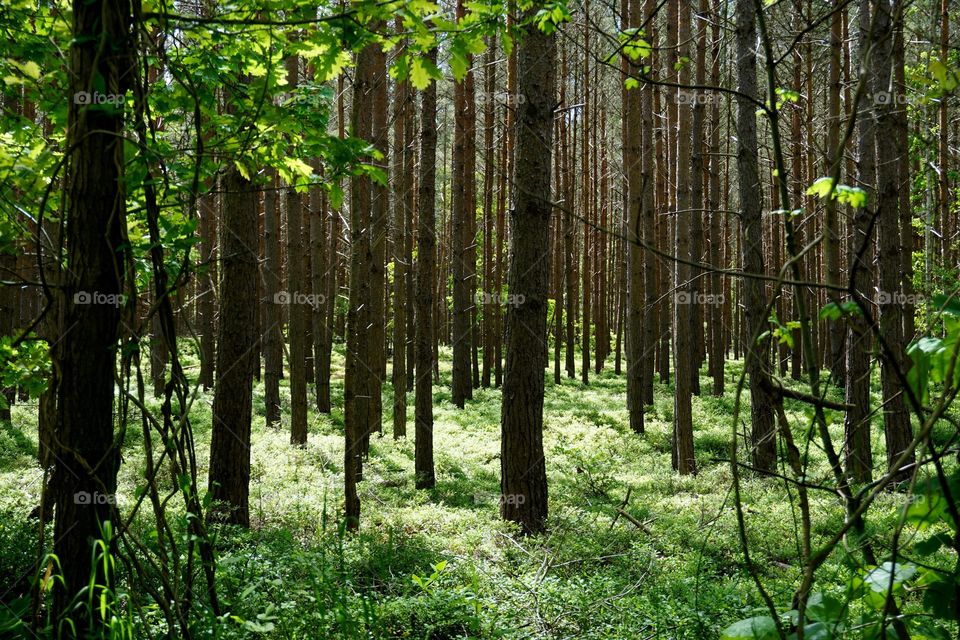 Searching for Robin hood