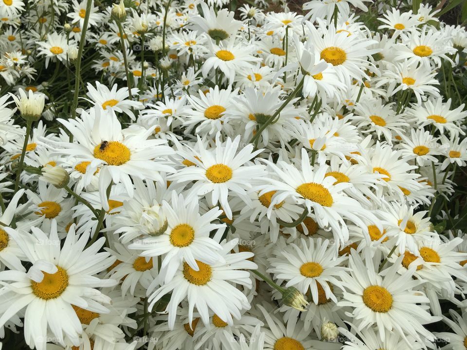 Abundance of daisies in bloom