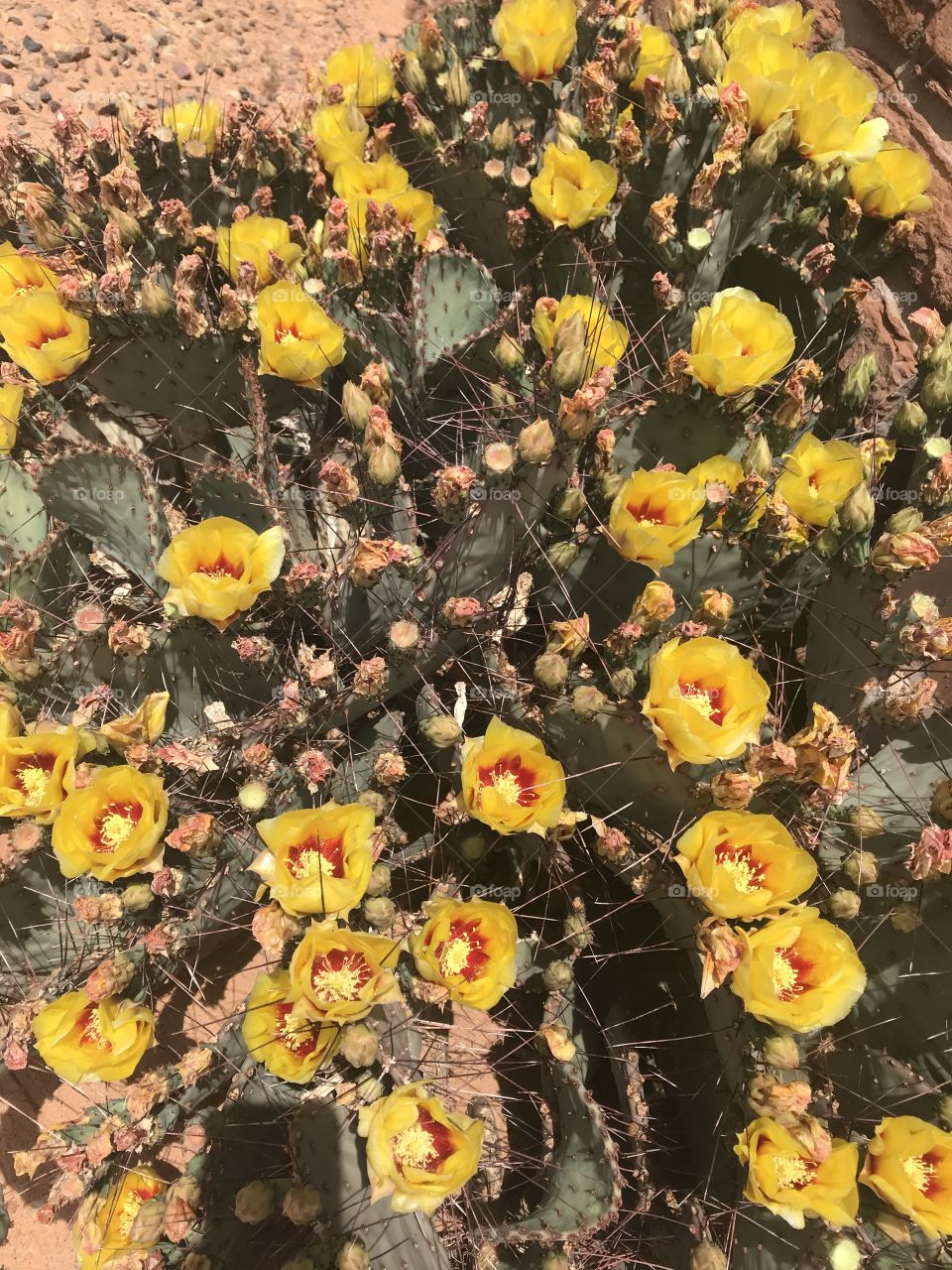Yellow Prickly Pear cactus flower 