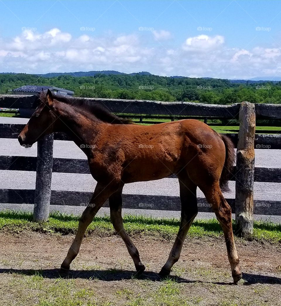 Horse, Mare, Equine, Mammal, Stallion