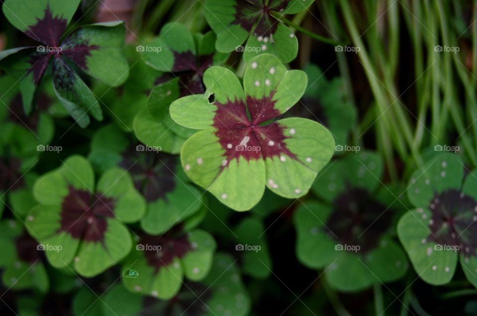 Shamrocks