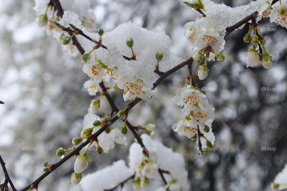 The first flowers bloomed on a tree covered with snow.