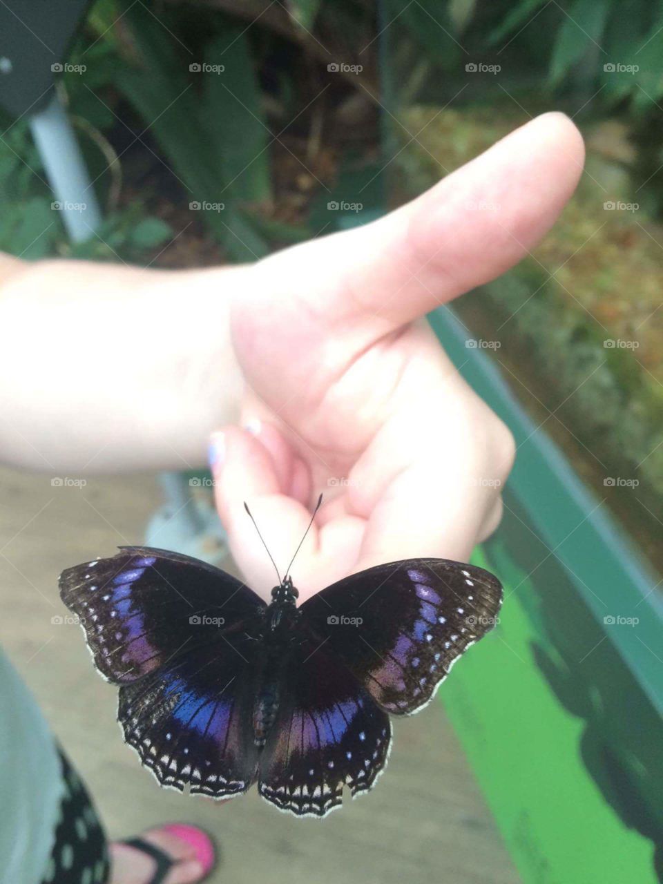 Friendly Butterfly