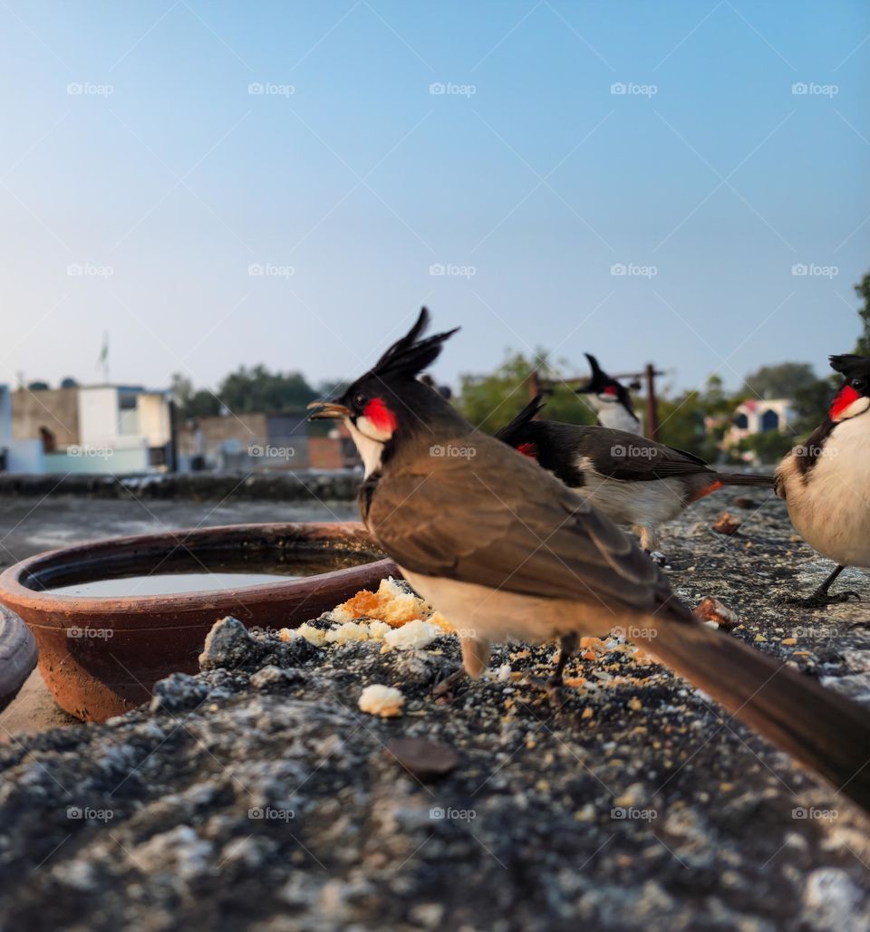 Red whiskered bulbul