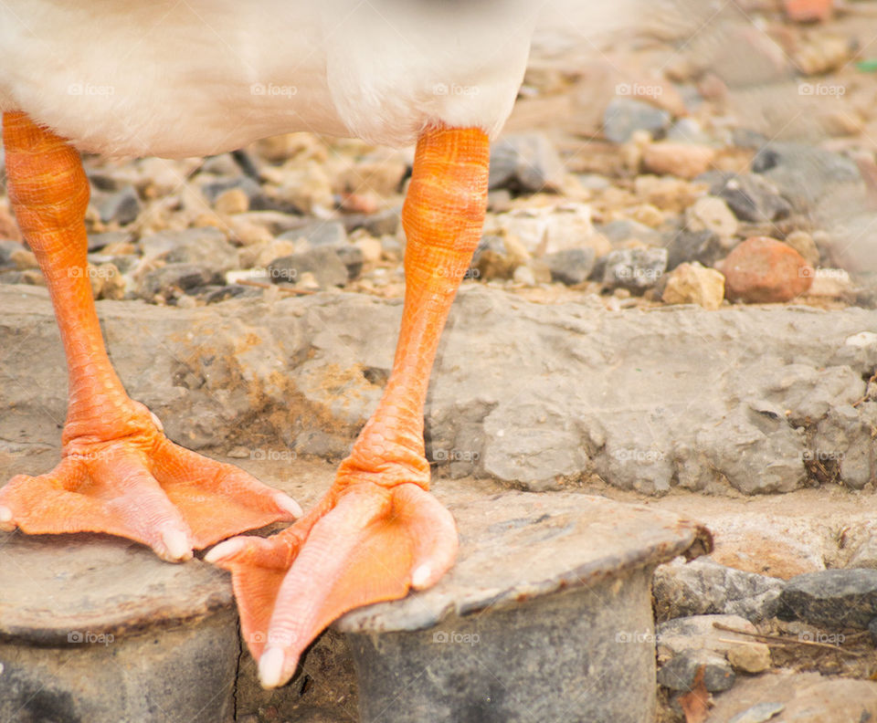 duck feet closeup