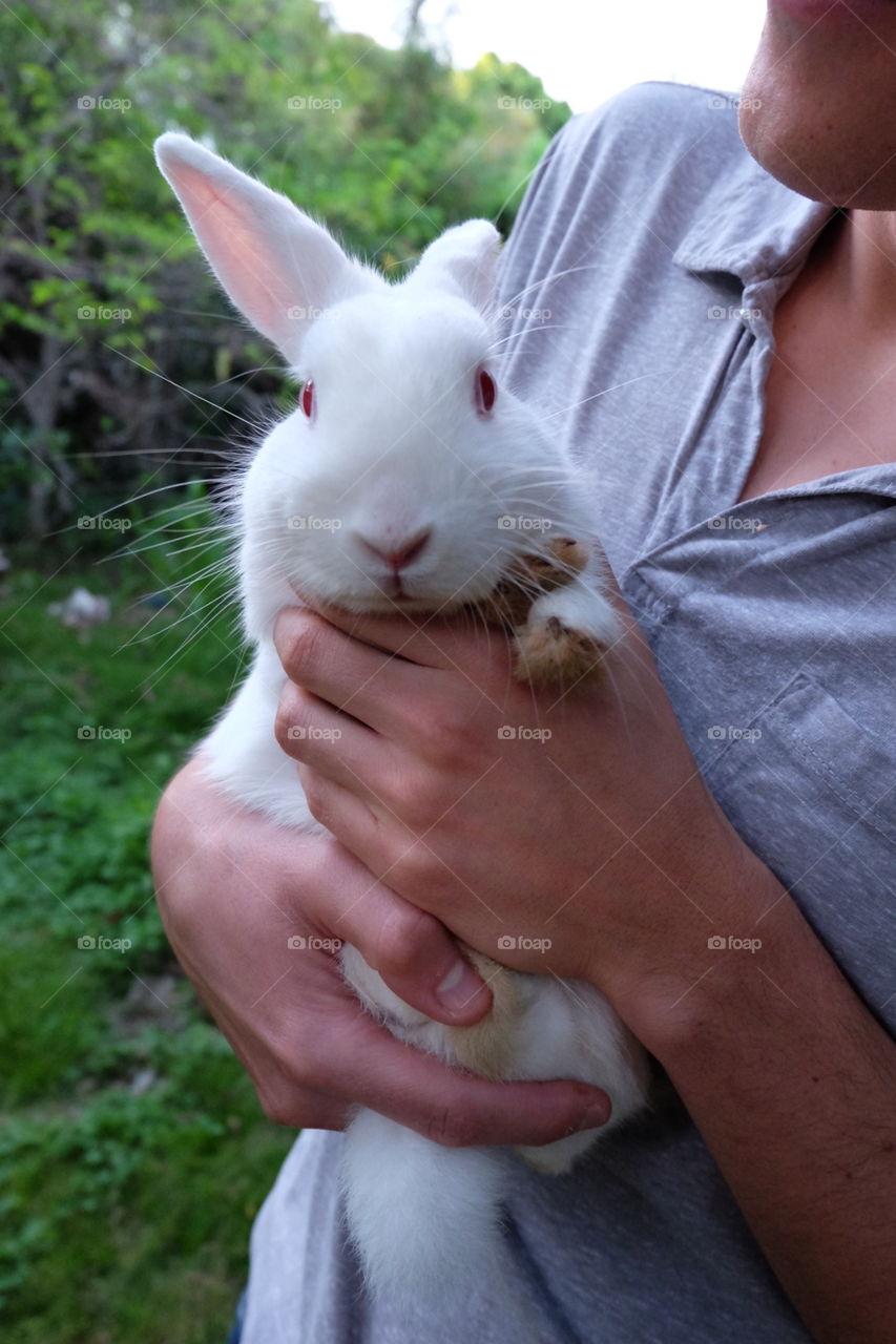 Close-up of rabbit being held by his owner