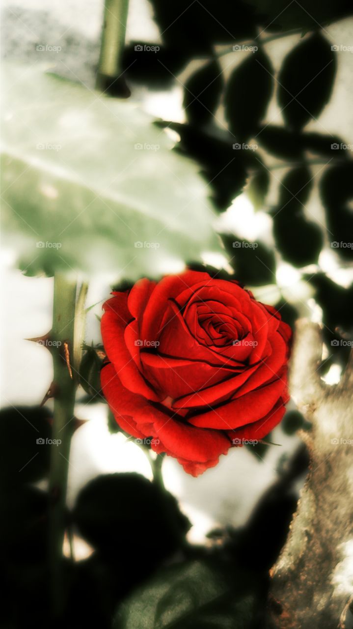 Beautiful red rose blooming on plant