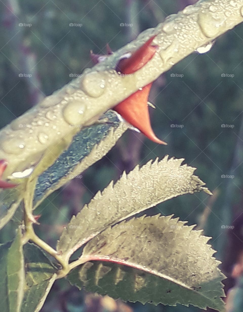 rain drops on a wild rose twig at sunrise