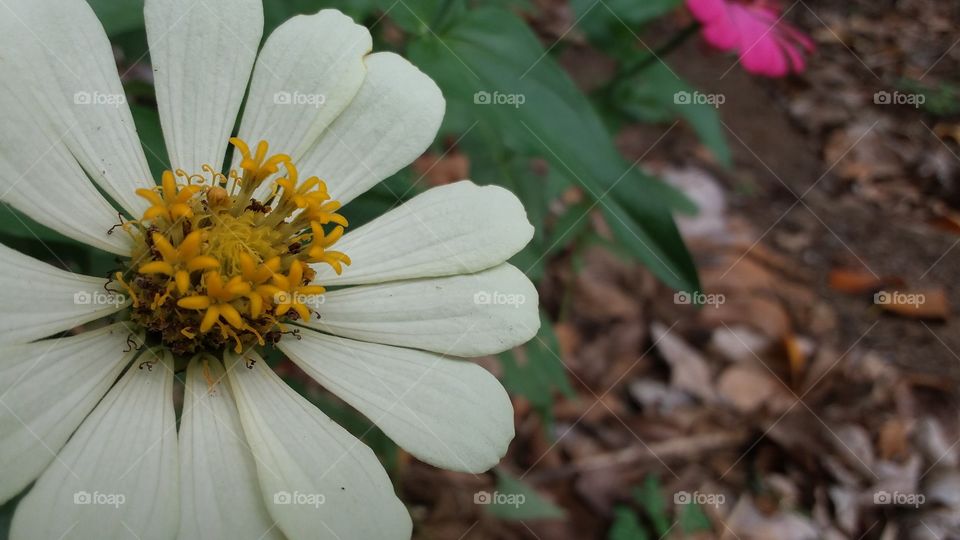 siniyas flower