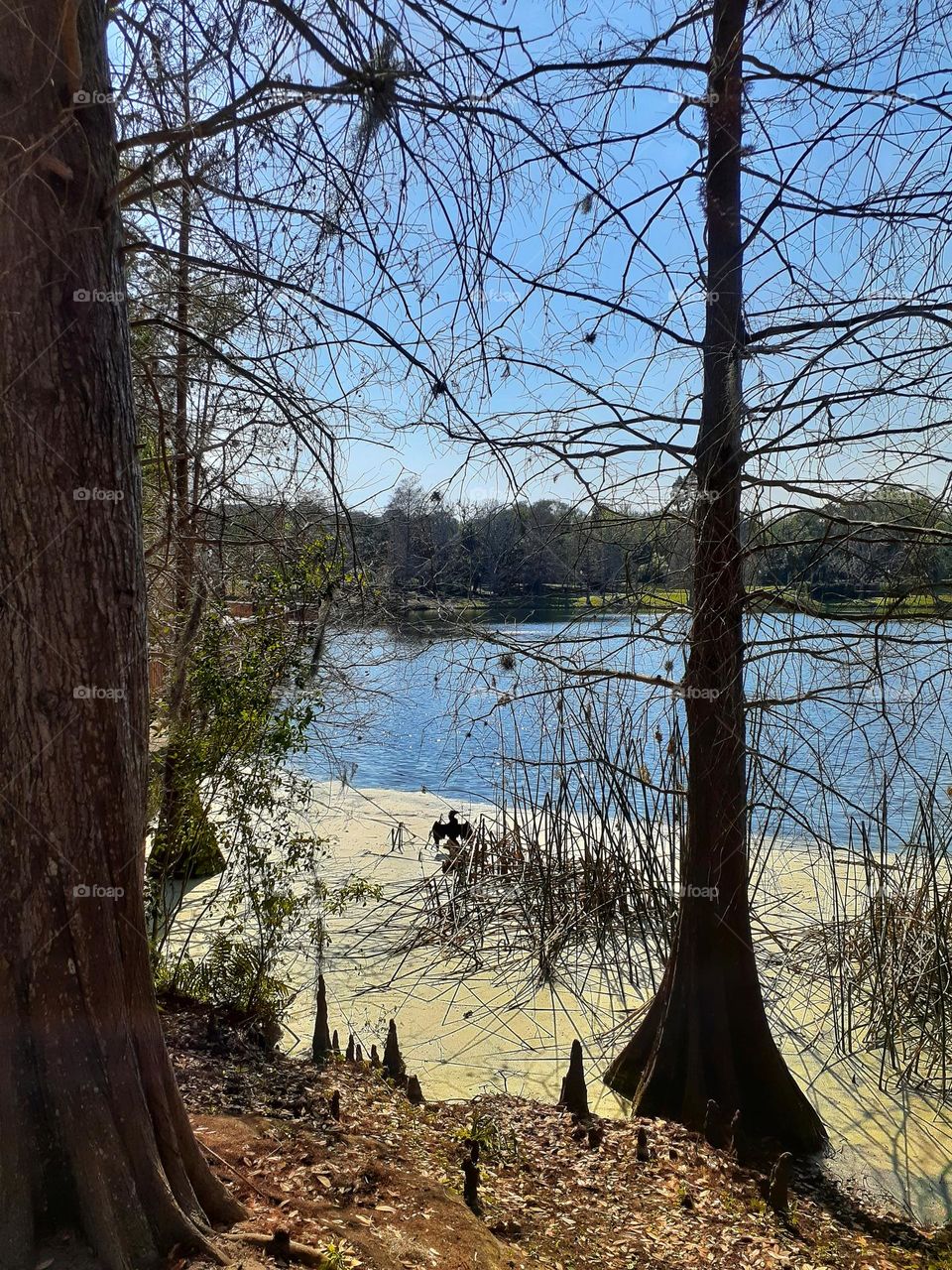 I love to go to Lake Lily Park to take pictures and walk around. If you look closely you can see an anhinga sitting on part of a tree in the lake.