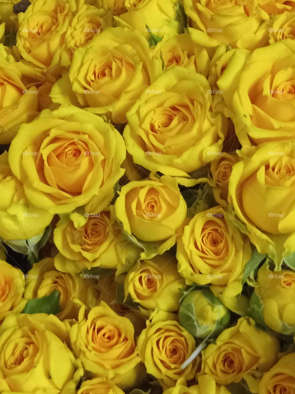 Yellow roses