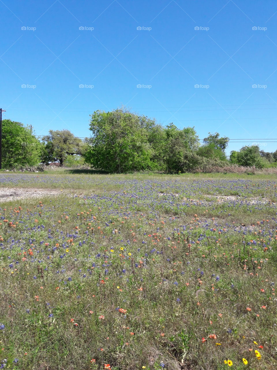 Bluebonnets and Indian Paintbrushes.