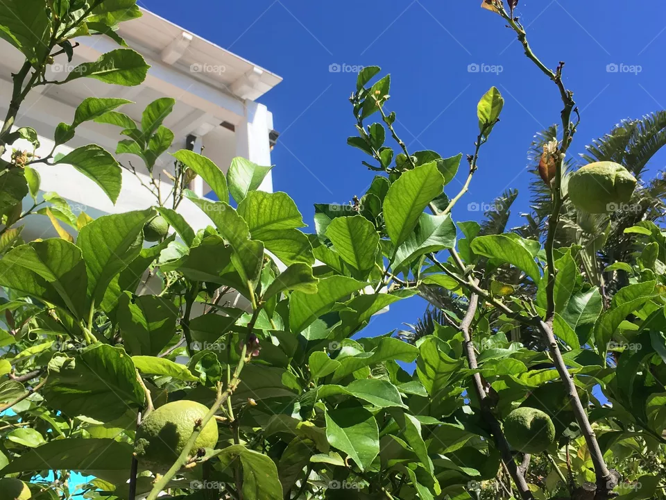 Lemon tree!