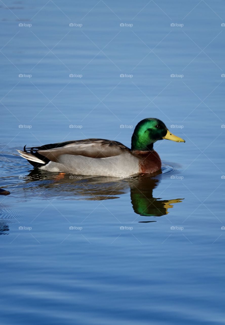 Mallard Drake duck with green head and yellow beak on blue lake.