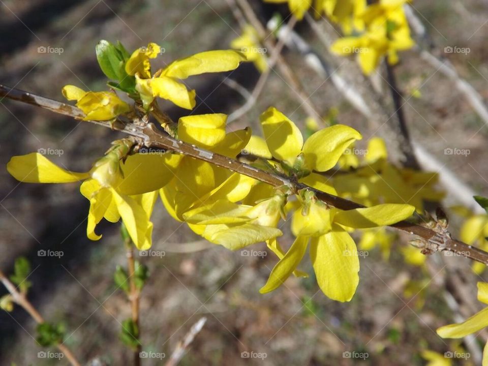 Yellow flowering Bush