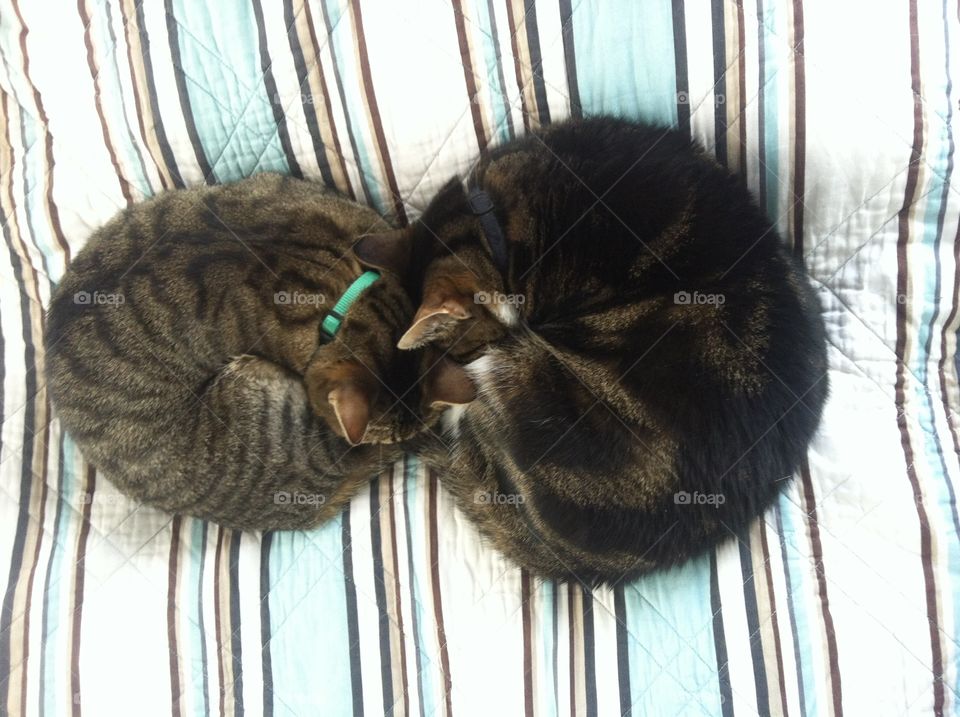 The Math Cats are at it again. This time making an infinity sign. 