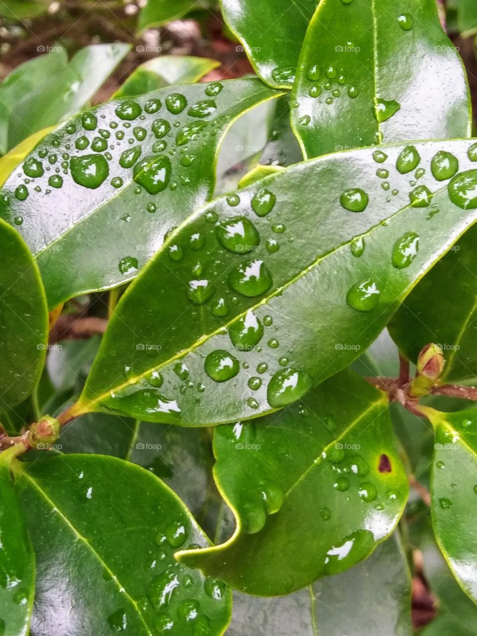 raindrops on a leaf