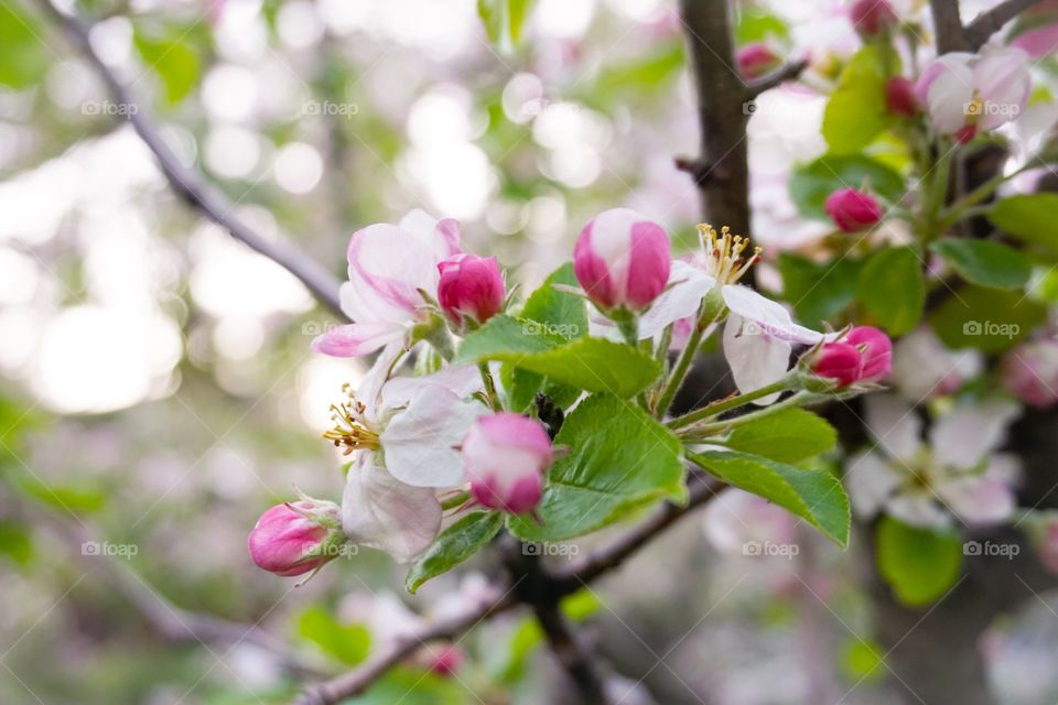 High angle view of flowers