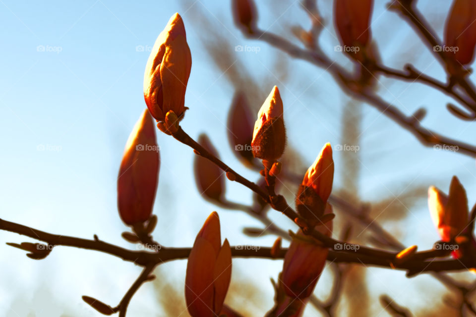 Beautiful and fresh magnolia buds in spring