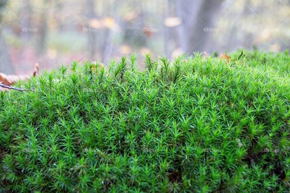 green moss on tree trunk