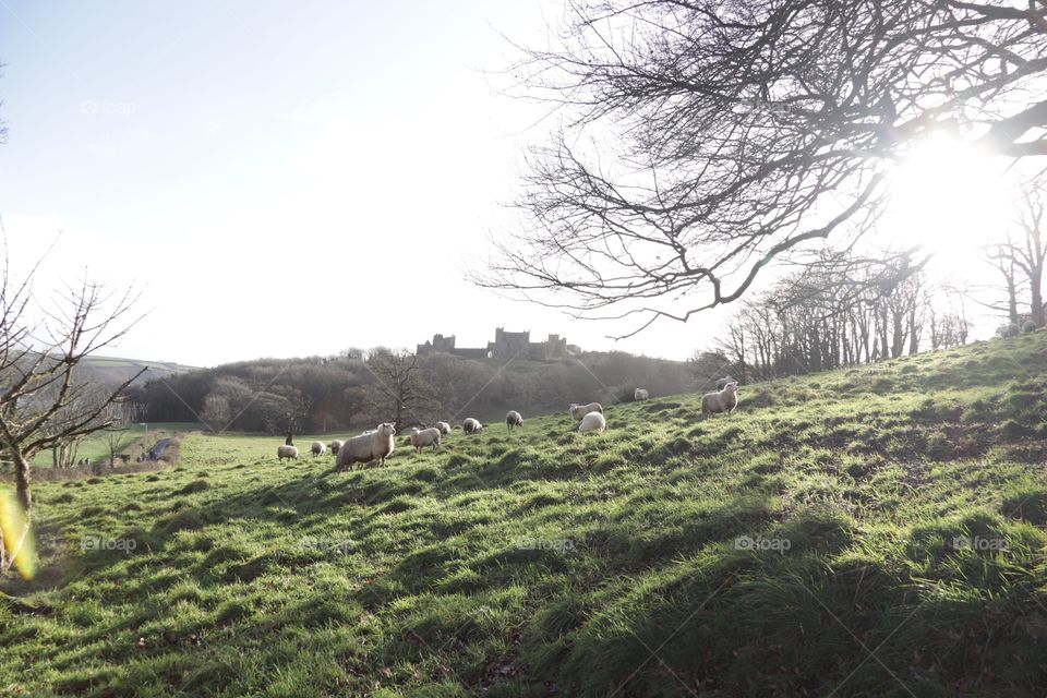 Sheep in the cold winter sun by the castle in Llanstefan, Wales.
