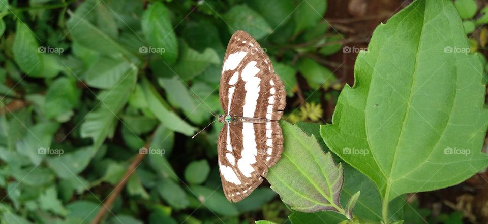 A small butterfly perched on a green leaf