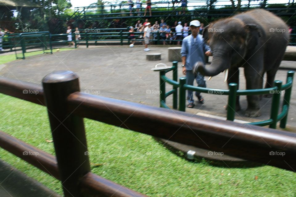 Elephants 