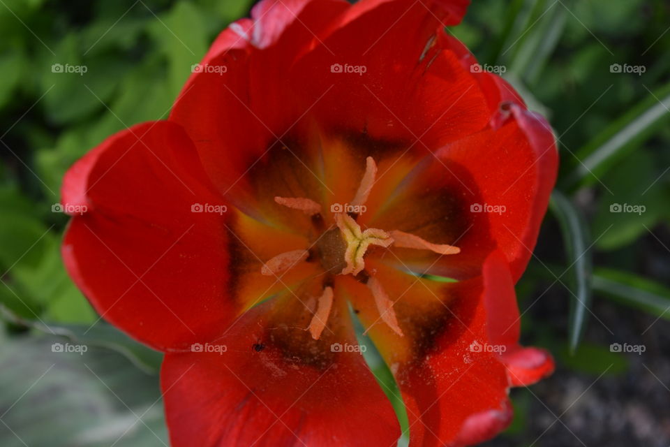 Tulip