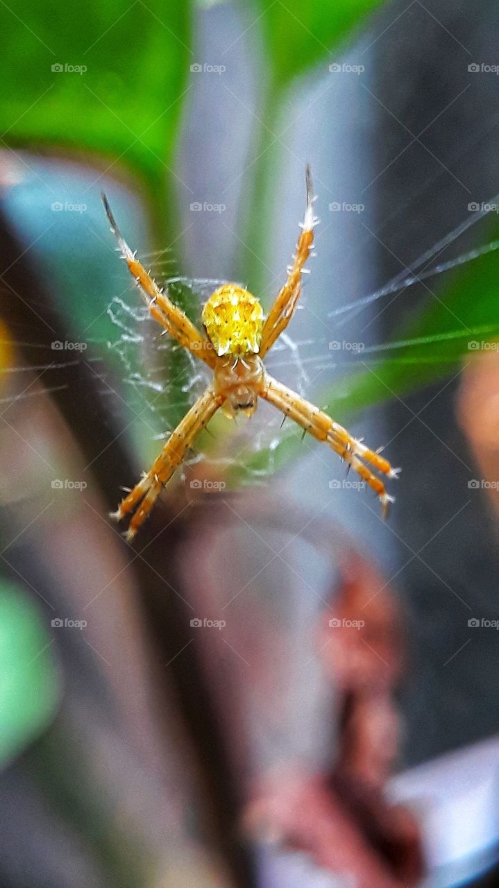 Spidey yellow baby