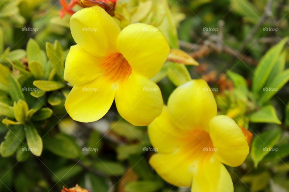 Yellow flowers show their bright orange center