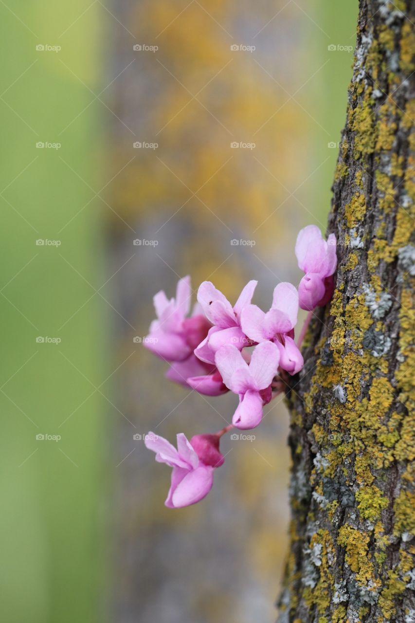 Flower blossom on tree moss
