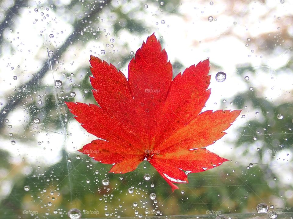 Maple leaf